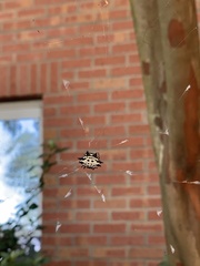 Gasteracantha cancriformis