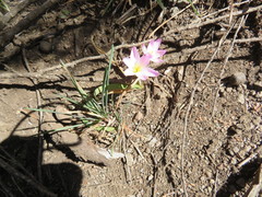 Hesperantha schelpeana