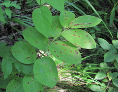 Polygonatum glaberrimum