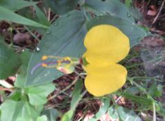 Aneilema aequinoctiale