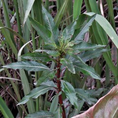 Ludwigia elegans