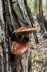 Hemistropharia