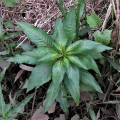 Ludwigia elegans