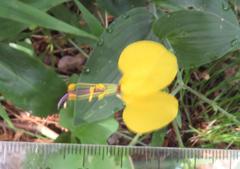 Aneilema aequinoctiale