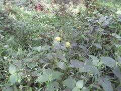 Aneilema aequinoctiale