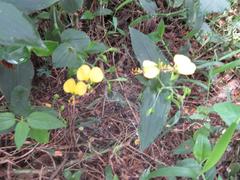 Aneilema aequinoctiale