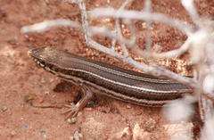 Trachylepis occidentalis