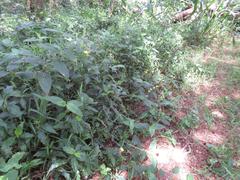 Aneilema aequinoctiale