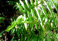 Blechnum capense