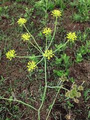 Afrosciadium magalismontanum
