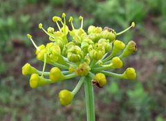 Afrosciadium magalismontanum