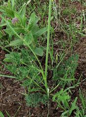 Afrosciadium magalismontanum