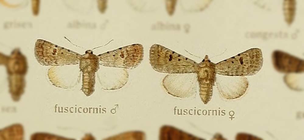 Caradrina fuscicornis