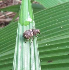 Anthribinae