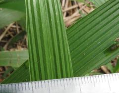 Anthribinae