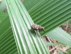 Anthribinae