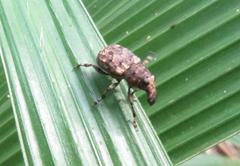 Anthribinae