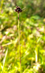 Luzula multiflora sibirica