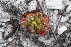 Drosera xerophila