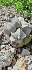 Astrophytum myriostigma