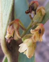 Euclea natalensis natalensis