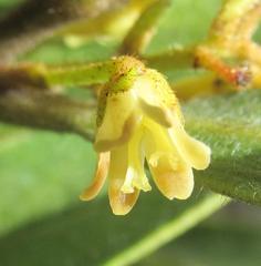 Euclea natalensis natalensis