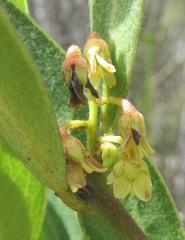 Euclea natalensis natalensis