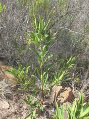Euclea natalensis natalensis