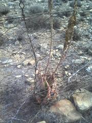 Aloe microstigma microstigma