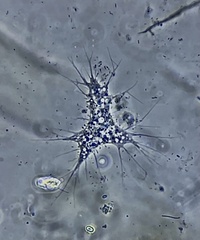 Biomyxa vagans