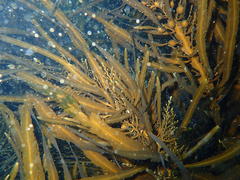 Anthophycus longifolius