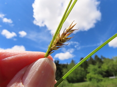 Carex exsiccata