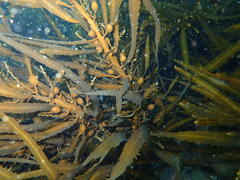 Anthophycus longifolius