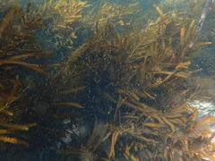 Anthophycus longifolius