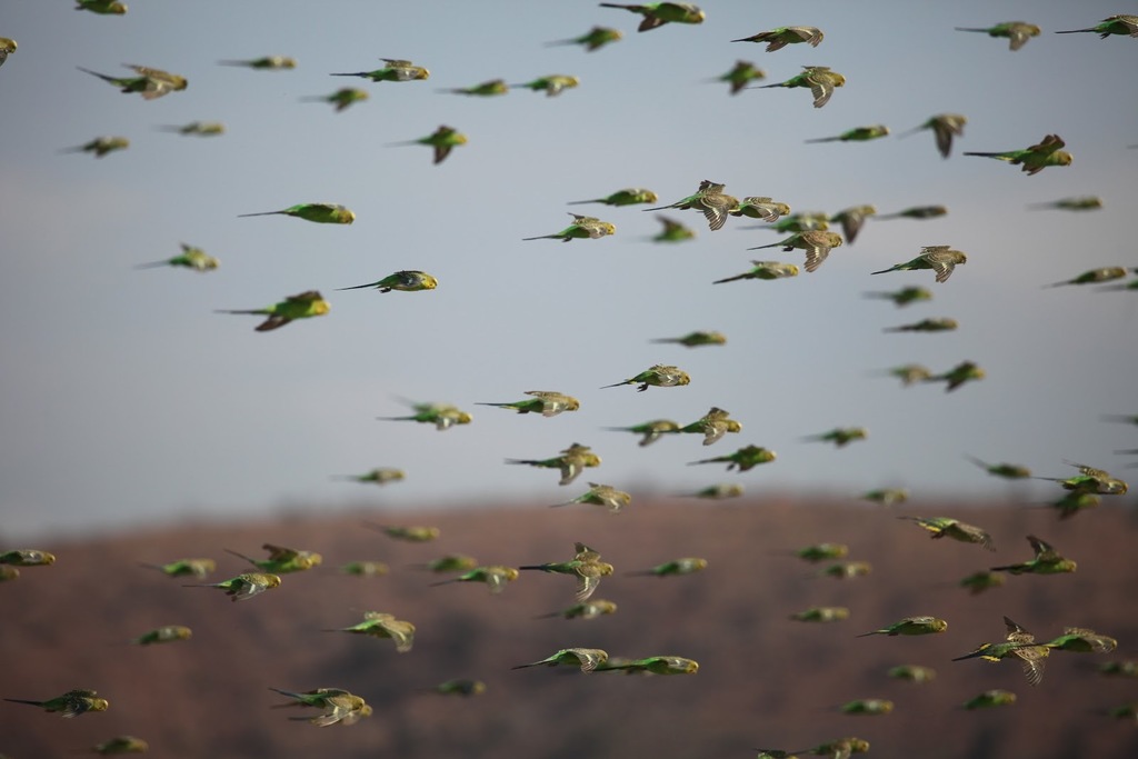 Budgerigar