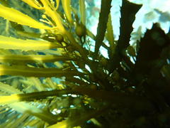 Anthophycus longifolius