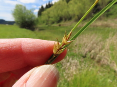 Carex exsiccata