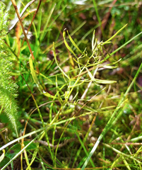 Thesium repens