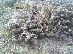 Crassula perforata perforata