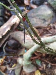 Indosticta deccanensis