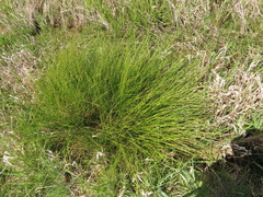 Carex exsiccata