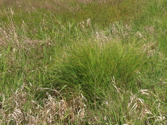 Carex exsiccata