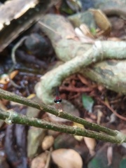 Indosticta deccanensis