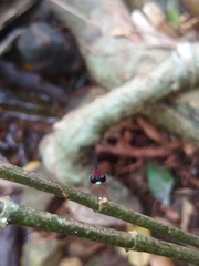 Indosticta deccanensis