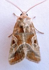 Hexorthodes accurata