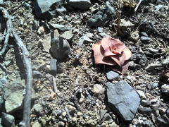 Crassula capitella capitella