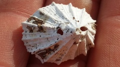 Puncturella cucullata