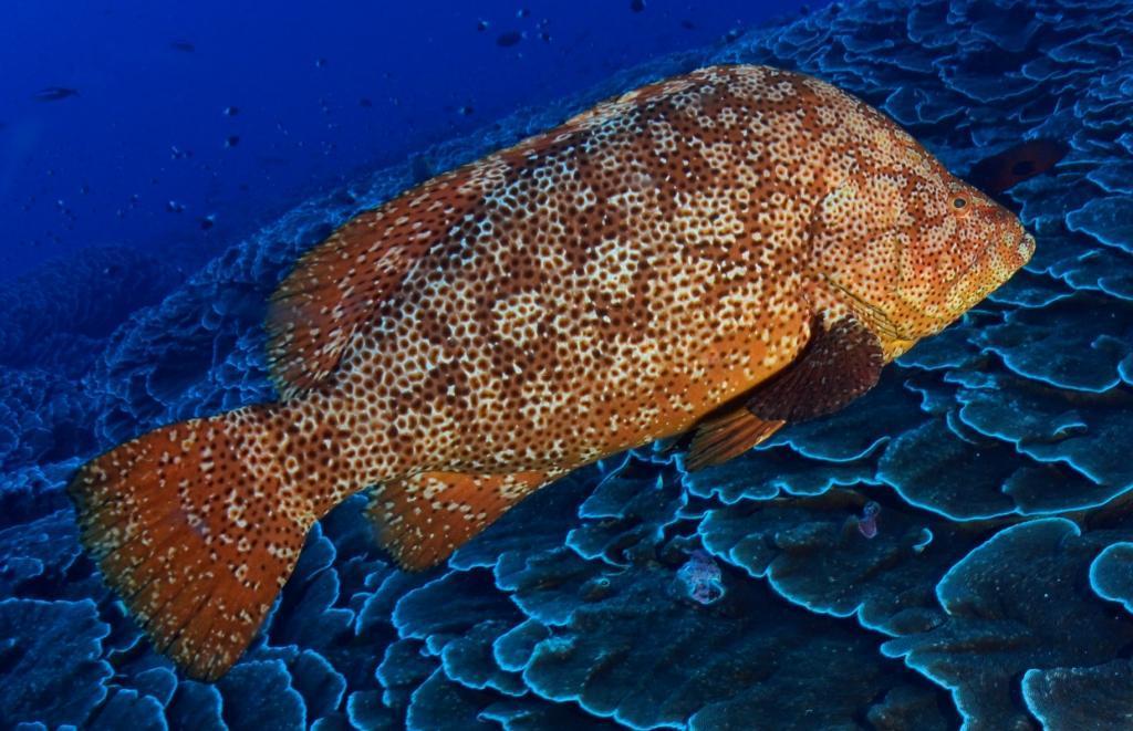 Smooth Grouper