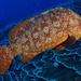 Smooth Grouper - Photo (c) eve dive, some rights reserved (CC BY-NC), uploaded by eve dive