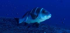 Plectorhinchus playfairi